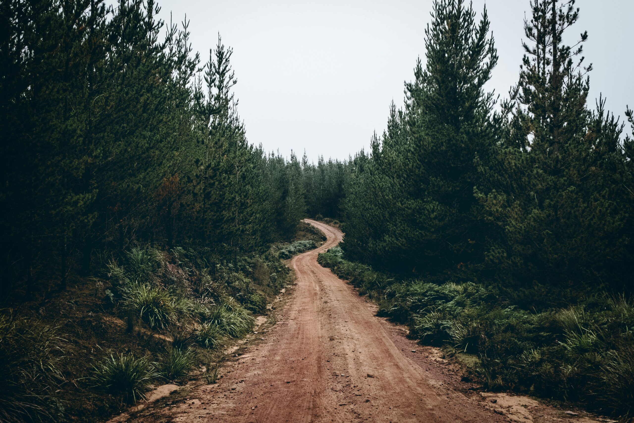 A winding dirt road through evergreen trees